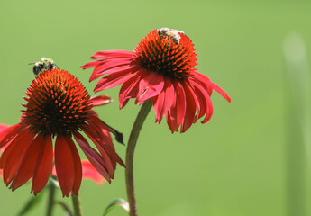 Bees pollinating two sturdy Tomato soup colored coneflowers, echinacea against a bright lime green background - obrazy, fototapety, plakaty