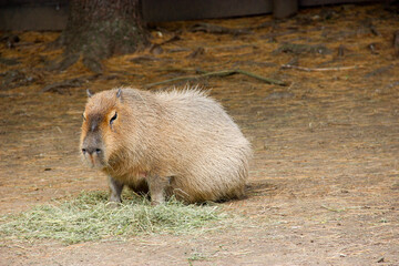Solo Capybara in the Forest