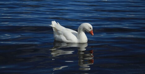 white goose with orange beak in the lake of bracciano