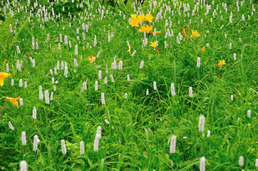 イブキトラノウ