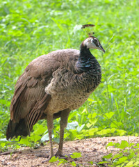 Peahen-Indian Peafowl Standing