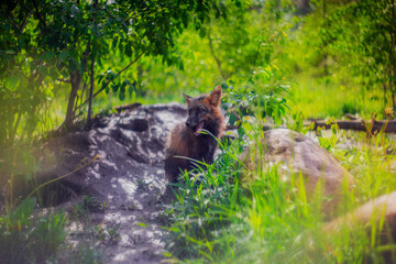 Red fox in nature in the reserve in summer