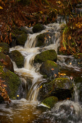 Fototapeta na wymiar Small river in forest in autumn 