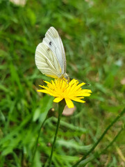 European cabbage butterfly also cabbage butterfly on a Verbena bonariensis flower (in german Kleiner Kohlweißling on a lion's-tooth  flower