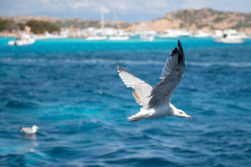 Closeup of seagull flying over the sea of Sardinia, Italy