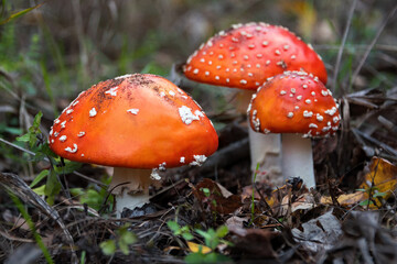Red fly agaric mushrooms or toadstools growing in the forest. Amanita muscaria, toxic mushrooms. Poisonous mushroom famous for its brightly red coloured cap. Natural forest background, selective focus