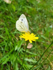 European cabbage butterfly also cabbage butterfly on a Verbena bonariensis flower (in german Kleiner Kohlweißling on a lion's-tooth  flower