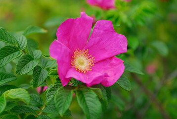 Fototapeta premium ハマナス