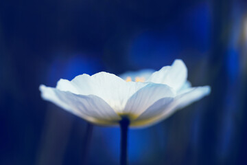 Soft white poppy on a blue blurred background. Delicate flower close up. Abstract background for congratulations, cards, design. Flower beautiful wallpaper