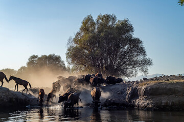 wild buffalos in lake Erciyes Mountain Kayseri, Turkey