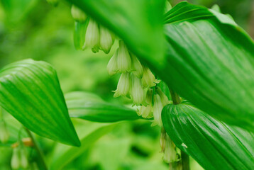 Obraz premium ナルコユリ