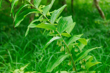 Fototapeta premium ナルコユリ