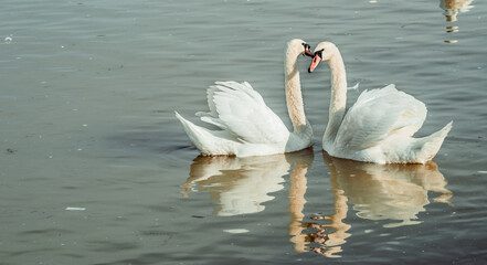 two swans on the dirty water