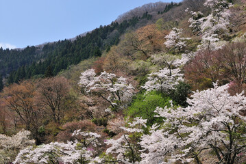 Fototapeta na wymiar 山里の桜