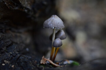 mushrooms on the tree