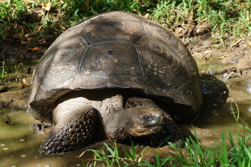 TORTUGA DE GALÁPAGOS