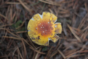 yellow mushroom in autumn forest