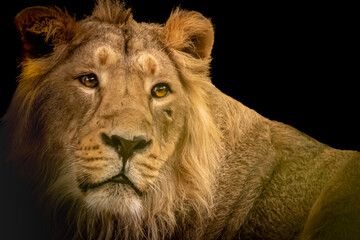 portrait of a male lion