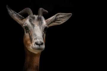 portrait of a gazella