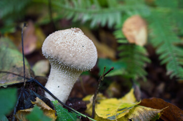 mushrooms in the forest