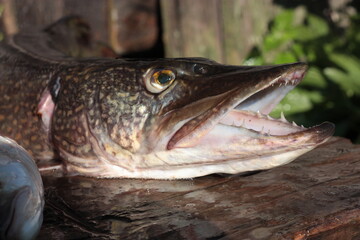 head of a fish