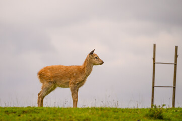 A white-tailed deer fawn in an open meadow.