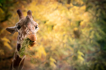 portrait of a giraffe