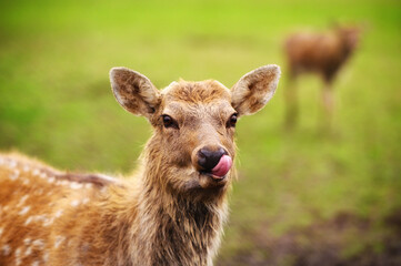 Wild white-tailed deer in a field. Closeup portrait.