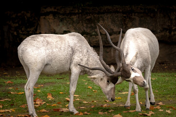 Obraz na płótnie Canvas two addax antilope in battle