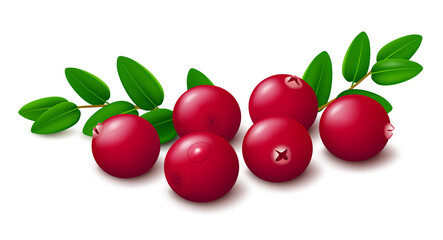 Realistic vector illustration of fresh red cranberry berries with green leaves isolated on white background. 