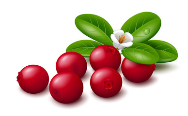 Realistic vector illustration of fresh red lingonberry (mountain cranberry or cowberry) berries with green leaves and flower isolated on white background. 
