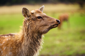 Wild white-tailed deer in a field. Closeup portrait.