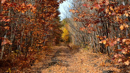 Obraz premium Scenic road in the autumn forest, illuminated by sunlight.