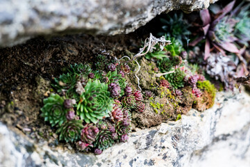 Succulents
