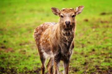 Wild white-tailed deer in a field.