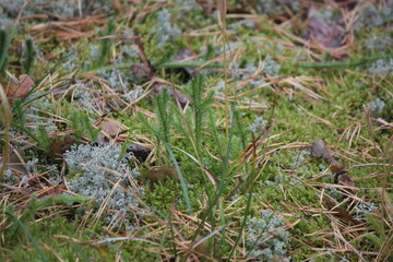 grass on the ground
