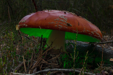 Brillante amanita muscaria en el pinar de Camposagrado, León, España. La magia del bosque. 