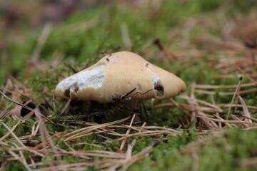 mushroom in the forest