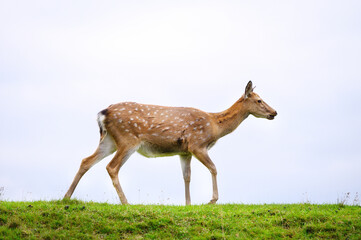 Naklejka na ściany i meble Wild white-tailed deer in a field.