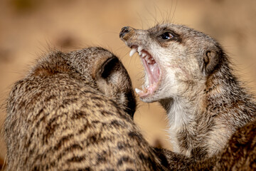 two meercats in battle