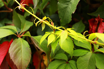 ivy branch with red and green leaves near