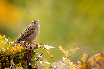 closeup of a sparrow