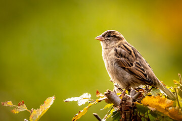 closeup of a sparrow