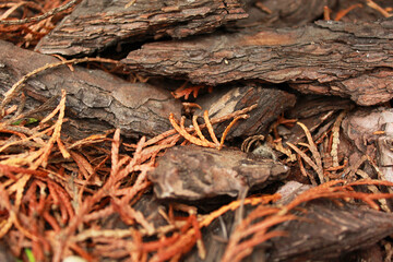 dry pieces of tree bark