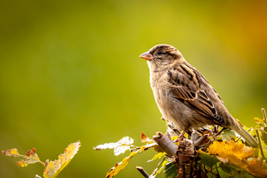 Sperlinge Bilder Durchsuchen 216,800 Archivfotos, und