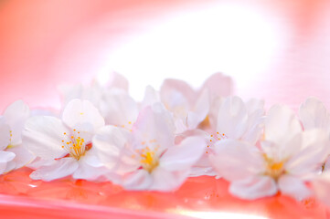 ポストの上の桜の花