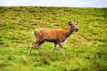 Wild white-tailed deer in a field.