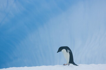 Adelie penguin on an iceberg off the coast of Antarctica - 386979291