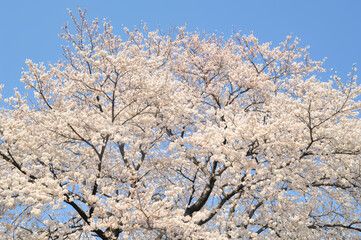満開の桜