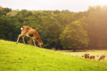 Wild white-tailed deer in a field.